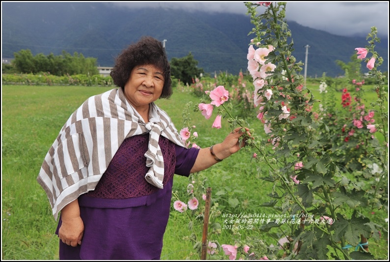 蜀葵(花蓮十六股大道)-2017-05-21.jpg