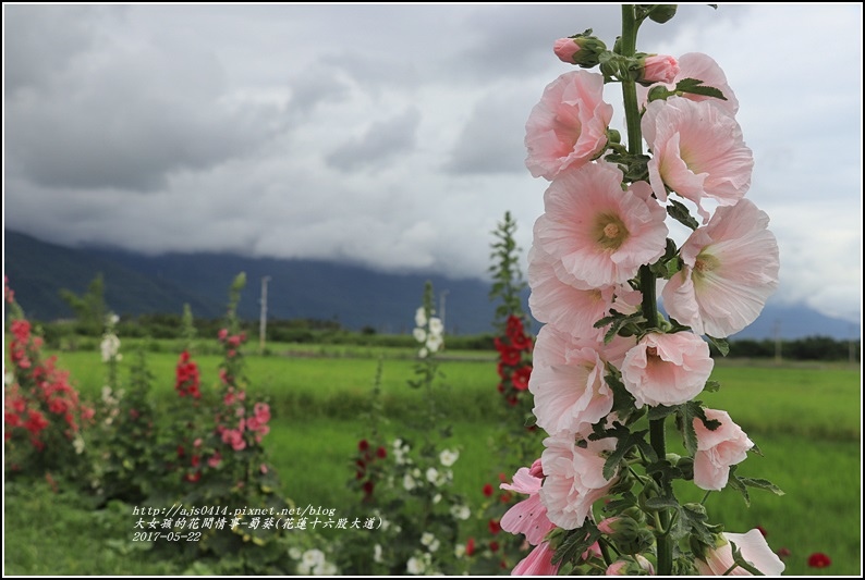 蜀葵(花蓮十六股大道)-2017-05-22.jpg