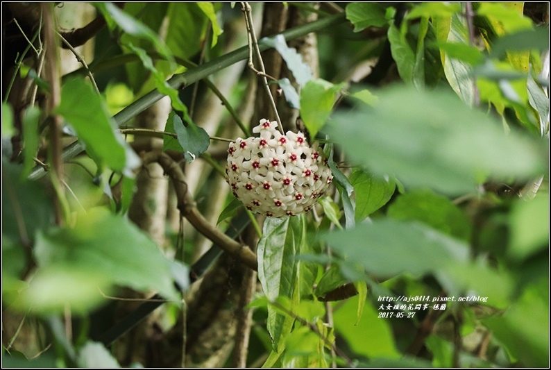 毬蘭-2017-05-01.jpg