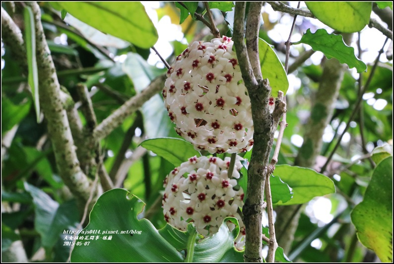 毬蘭-2017-05-02.jpg 毬蘭-2017-05-02.jpg