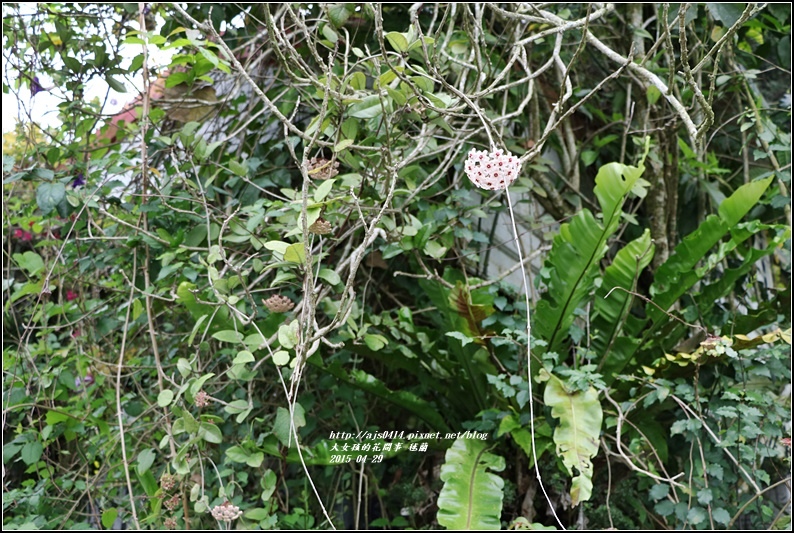毬蘭-2017-05-03.jpg 毬蘭-2017-05-03.jpg