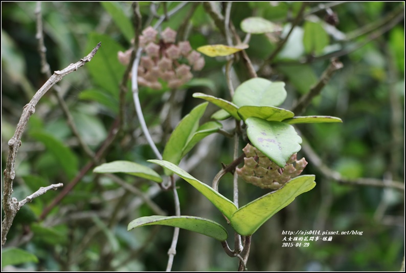 毬蘭-2017-05-04.jpg 毬蘭-2017-05-04.jpg