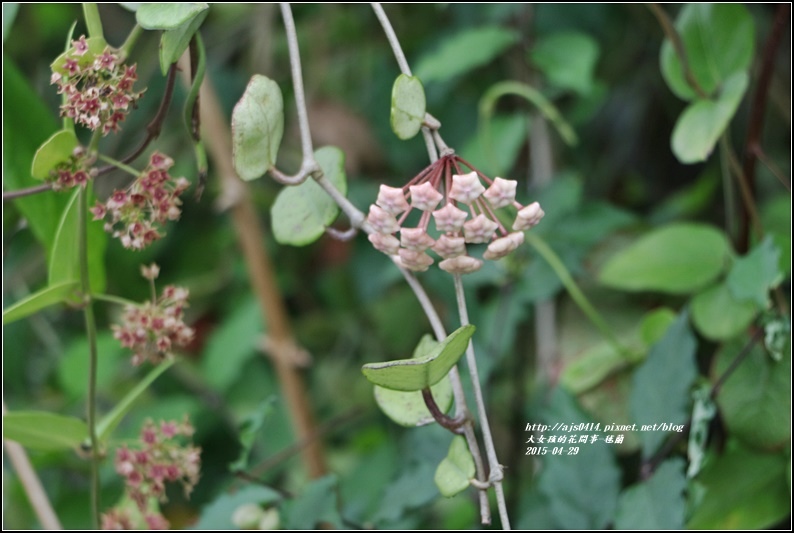 毬蘭-2017-05-05.jpg 毬蘭-2017-05-05.jpg