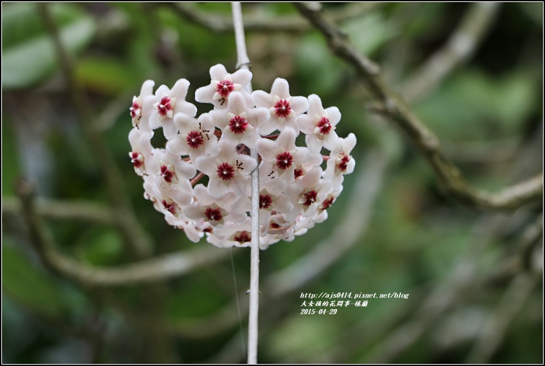 毬蘭-2017-05-06.jpg 毬蘭-2017-05-06.jpg