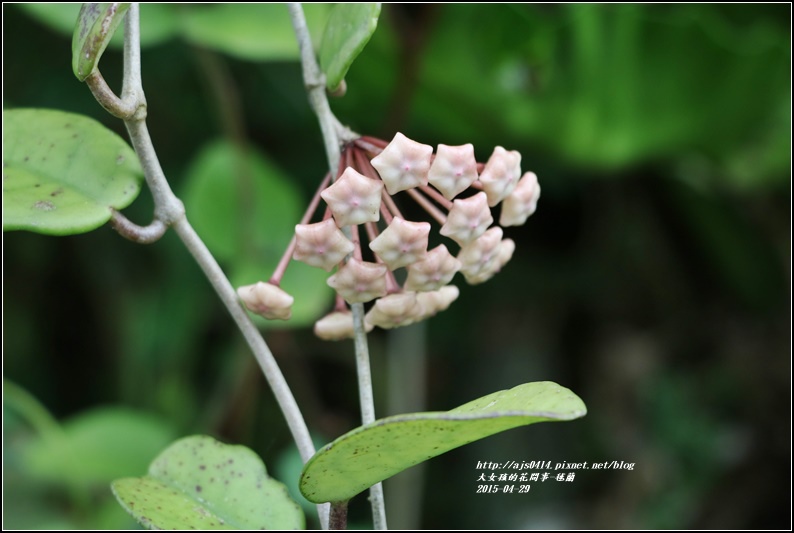 毬蘭-2017-05-07.jpg