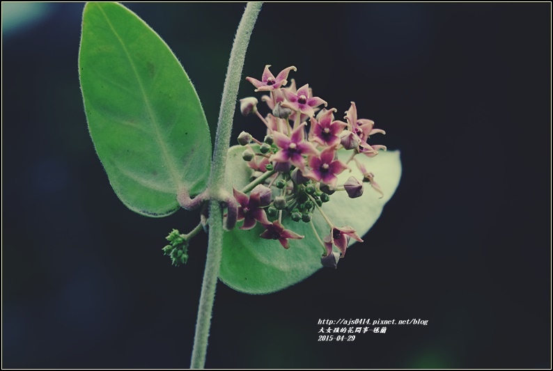 毬蘭-2017-05-08.jpg 毬蘭-2017-05-08.jpg