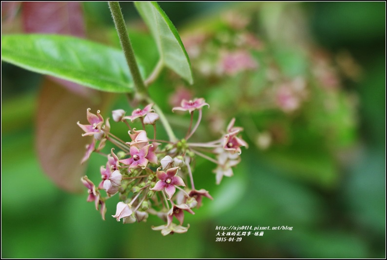毬蘭-2017-05-09.jpg 毬蘭-2017-05-09.jpg