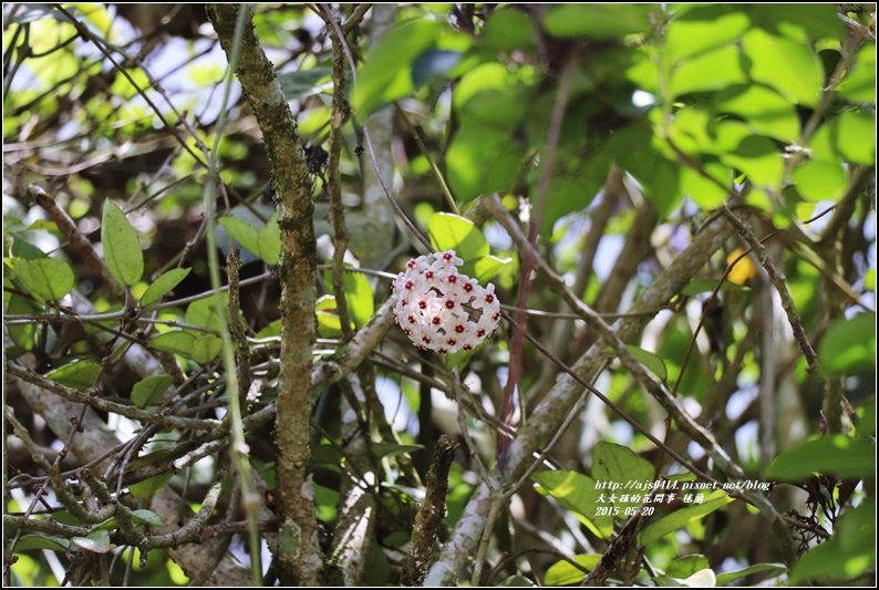 毬蘭-2017-05-11.jpg 毬蘭-2017-05-11.jpg