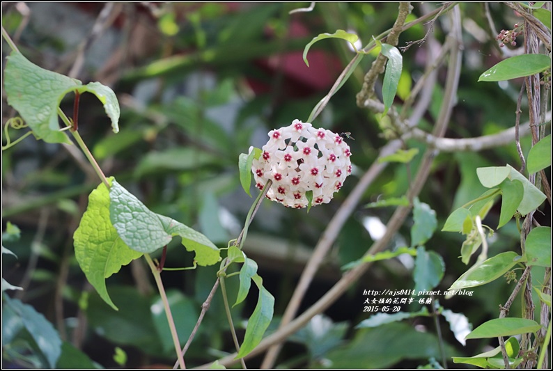 毬蘭-2017-05-12.jpg 毬蘭-2017-05-12.jpg