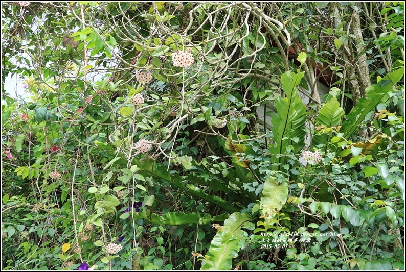 毬蘭-2017-05-13.jpg 毬蘭-2017-05-13.jpg