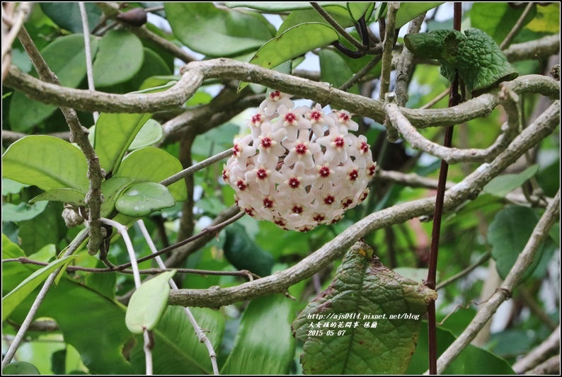 毬蘭-2017-05-14.jpg 毬蘭-2017-05-14.jpg