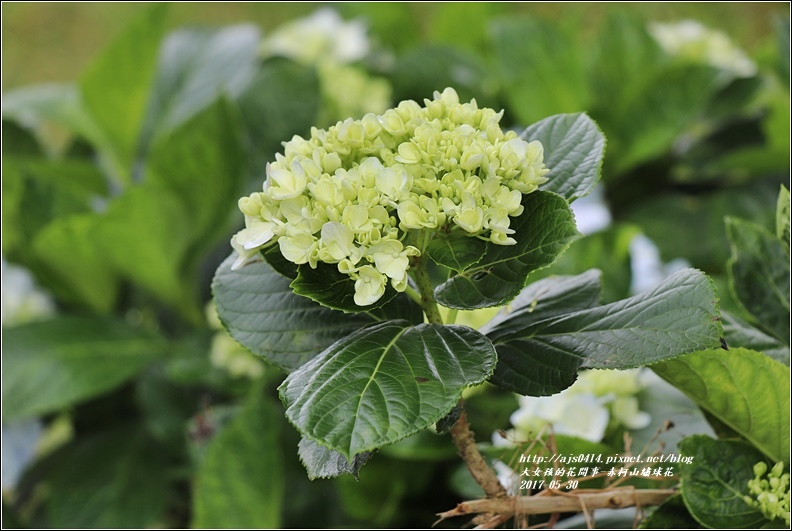 赤柯山繡球花-2017-05-05.jpg