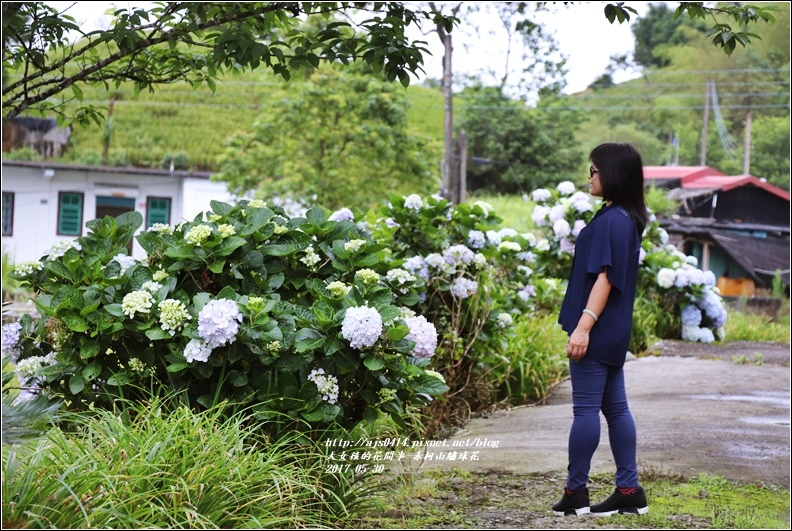 赤柯山繡球花-2017-05-08.jpg