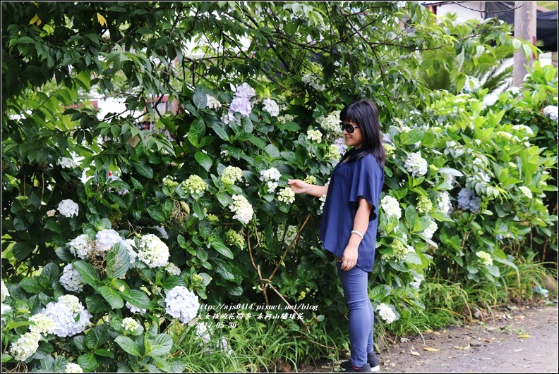 赤柯山繡球花-2017-05-07.jpg 赤柯山繡球花-2017-05-07.jpg