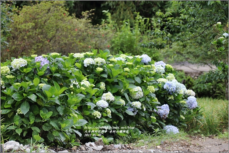 赤柯山繡球花-2017-05-10.jpg