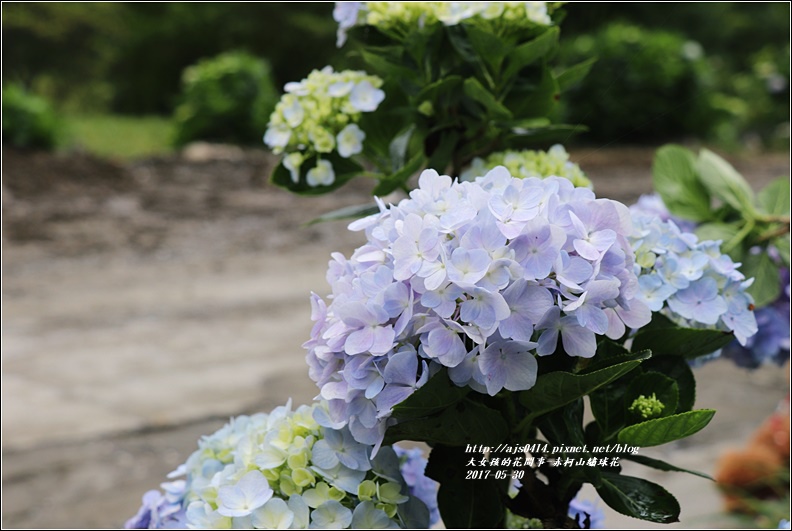 赤柯山繡球花-2017-05-12.jpg 赤柯山繡球花-2017-05-12.jpg