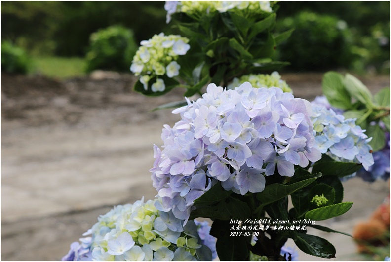 赤柯山繡球花-2017-05-12.jpg