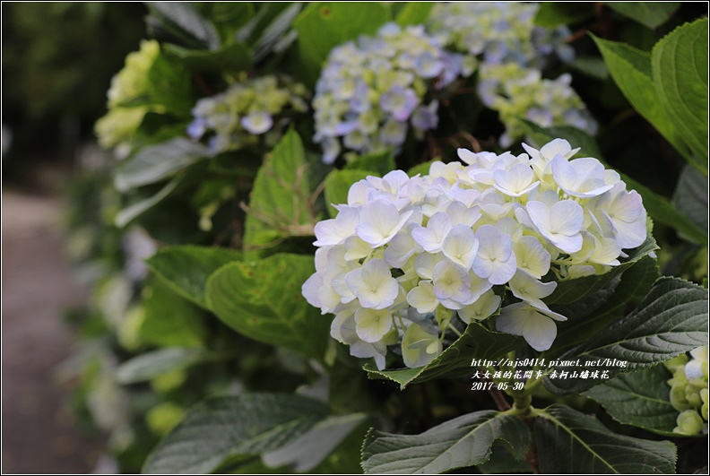 赤柯山繡球花-2017-05-14.jpg