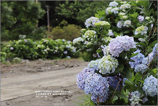 赤柯山繡球花-2017-05-13.jpg