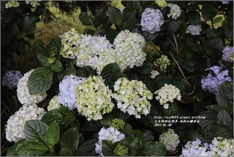 赤柯山繡球花-2017-05-17.jpg