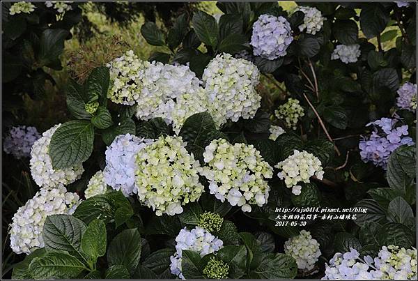 赤柯山繡球花-2017-05-17.jpg