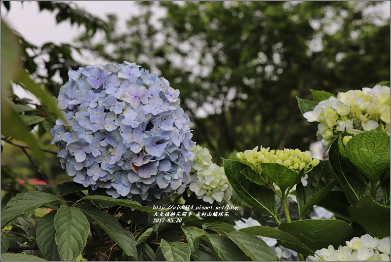 赤柯山繡球花-2017-05-16.jpg