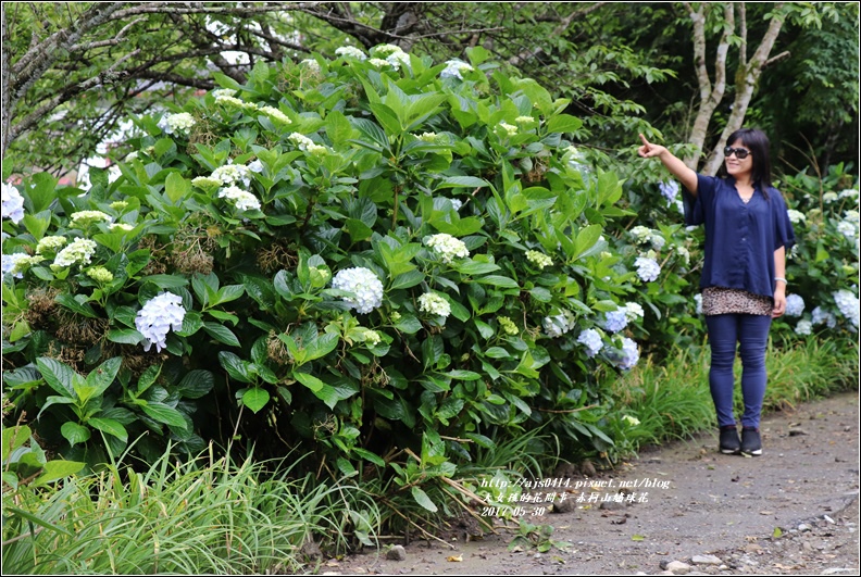 赤柯山繡球花-2017-05-19.jpg