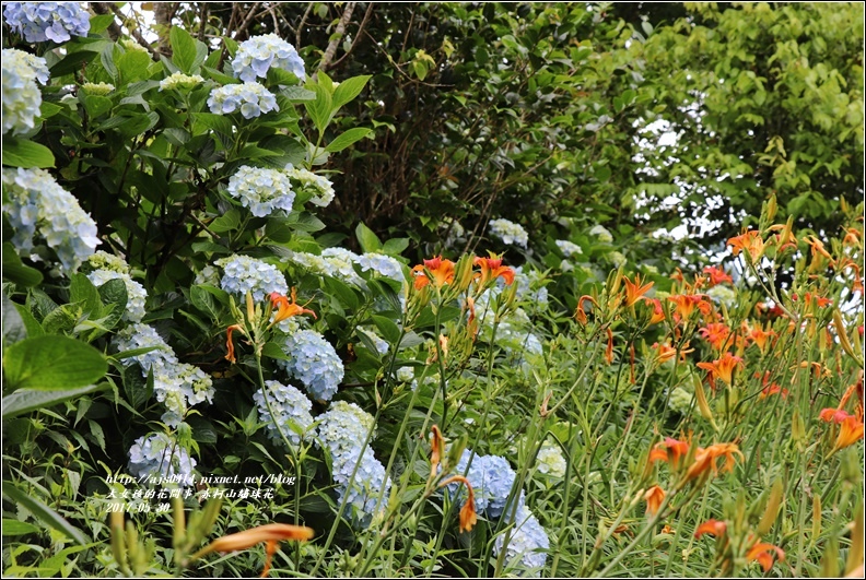 赤柯山繡球花-2017-05-23.jpg