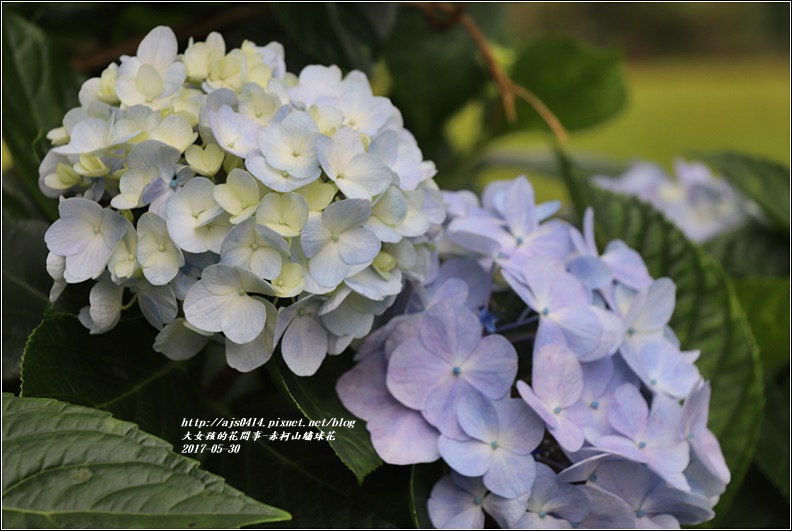 赤柯山繡球花-2017-05-25.jpg