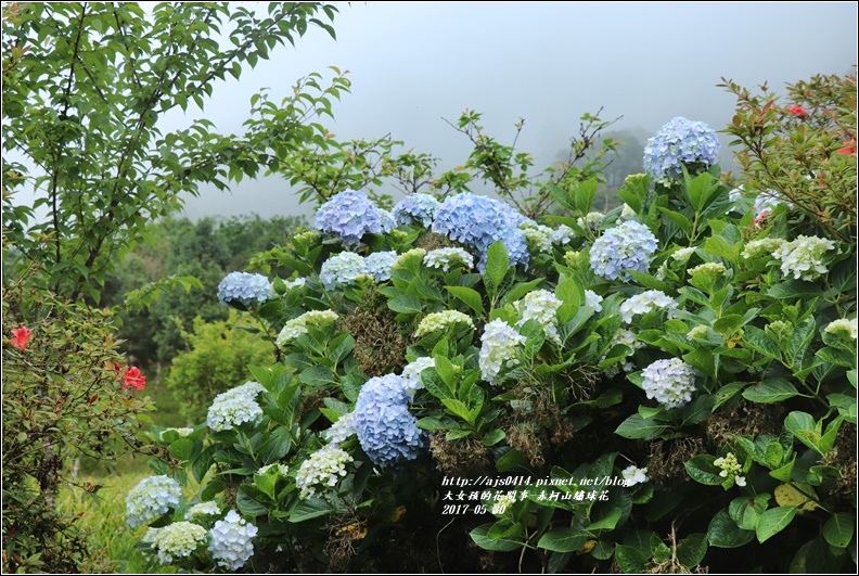 赤柯山繡球花-2017-05-26.jpg