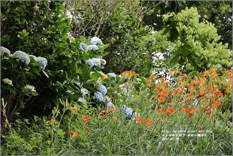 赤柯山繡球花-2017-05-29.jpg