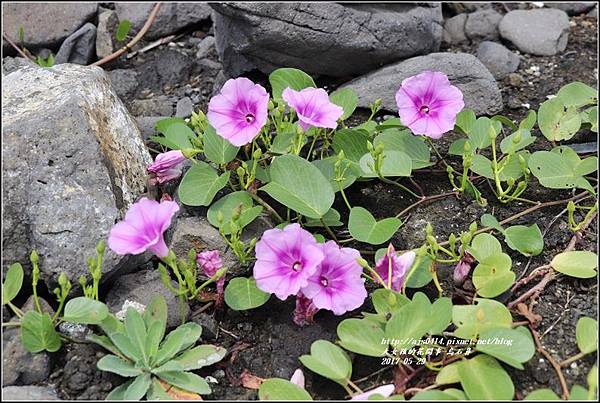 烏石鼻(台11線)-2017-05-16.jpg