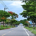 花蓮193鳳凰木(樂德公路約96K)-2017-06-01.jpg