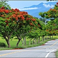 花蓮193鳳凰木(樂德公路約96K)-2017-06-04.jpg