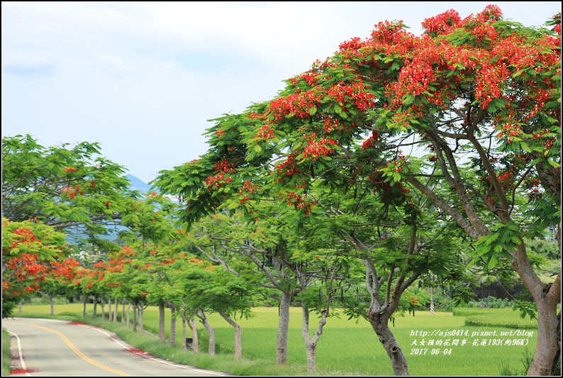 花蓮193鳳凰木(樂德公路約96K)-2017-06-07.jpg