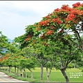 花蓮193鳳凰木(樂德公路約96K)-2017-06-07.jpg