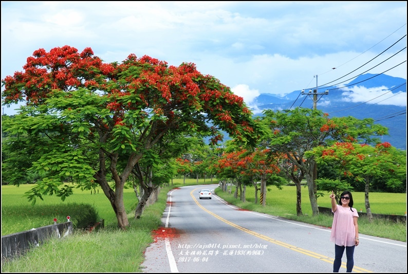 花蓮193鳳凰木(樂德公路約96K)-2017-06-09.jpg