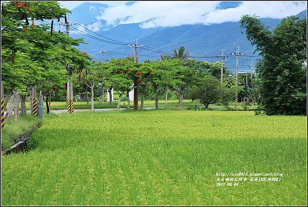 花蓮193鳳凰木(樂德公路約96K)-2017-06-15.jpg