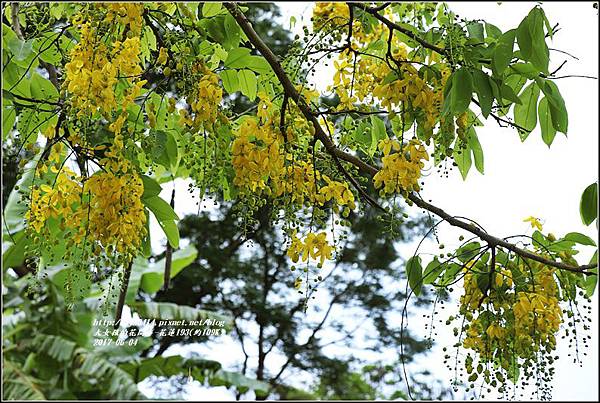 花蓮193阿勃勒(樂德公路約109K)-2017-06-04.jpg