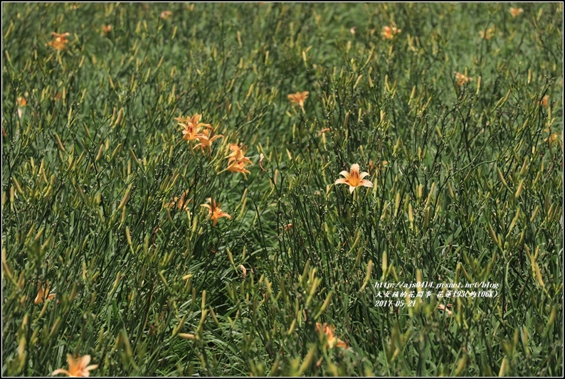 花蓮193鳳凰木(樂德公路約106K)-2017-06-25.jpg