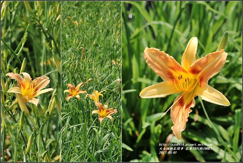 花蓮193鳳凰木(樂德公路約106K)-2017-06-27.jpg