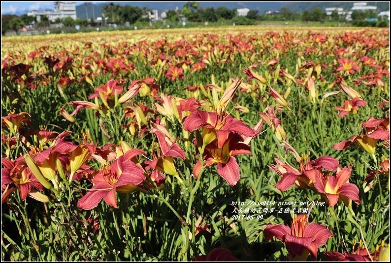 嘉德萱草園-2017-06-13.jpg