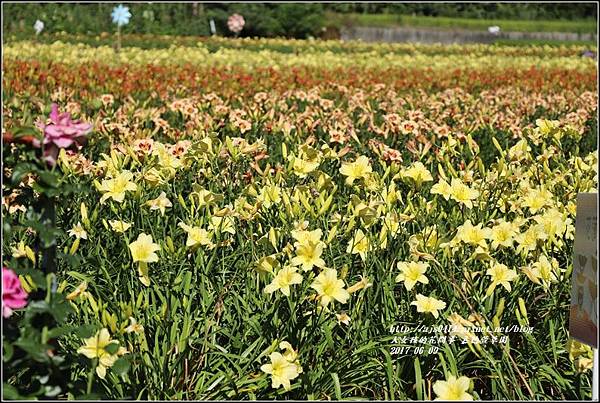 嘉德萱草園-2017-06-20.jpg