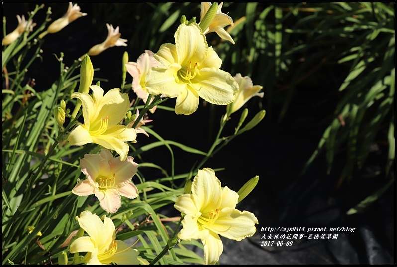 嘉德萱草園-2017-06-28.jpg