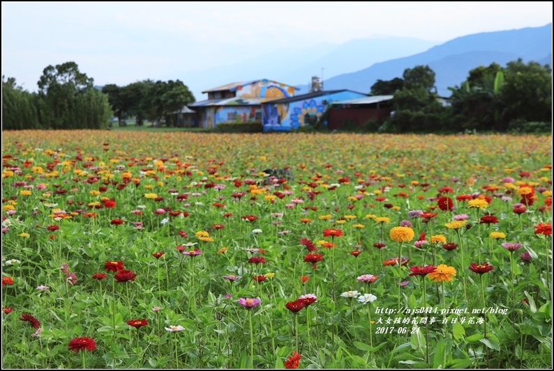 百日草花海-2017-06-02.jpg 百日草花海-2017-06-02.jpg