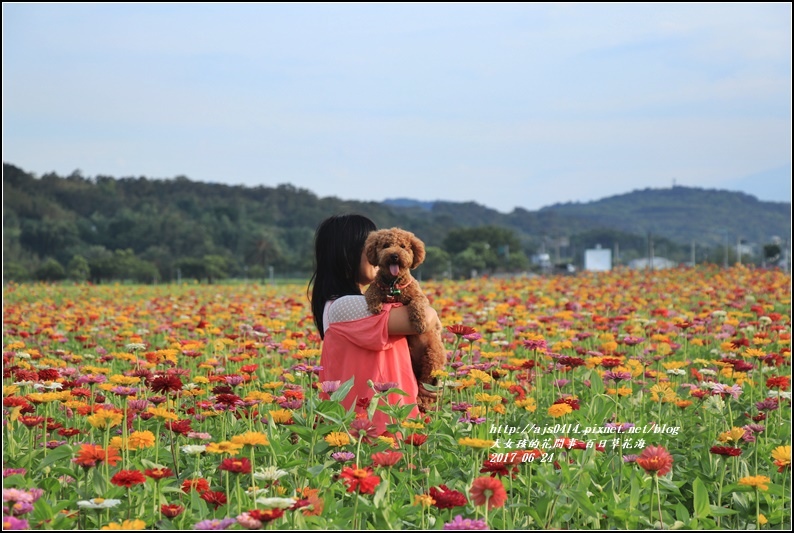 百日草花海-2017-06-04.jpg 百日草花海-2017-06-04.jpg