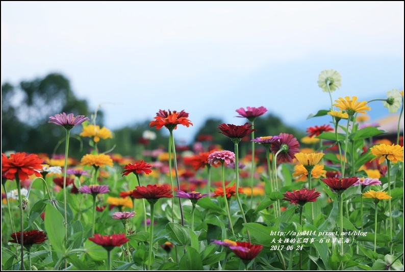 百日草花海-2017-06-11.jpg