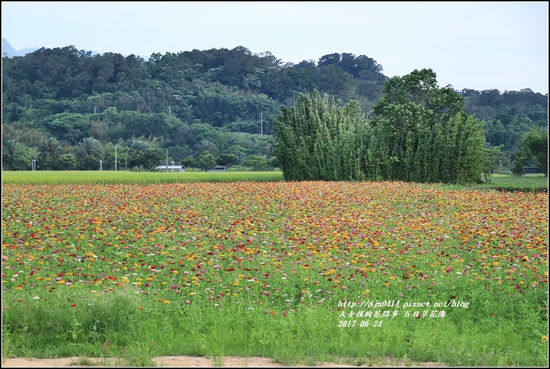 百日草花海-2017-06-13.jpg