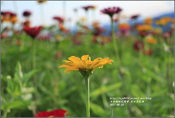 百日草花海-2017-06-15.jpg