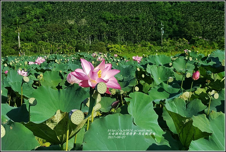 馬太鞍濕地-2017-06-24.jpg